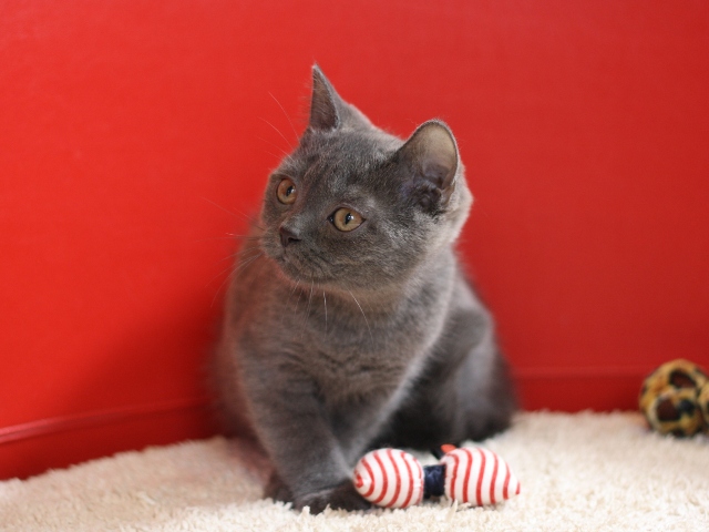 スコティッシュフォールドの子猫画像