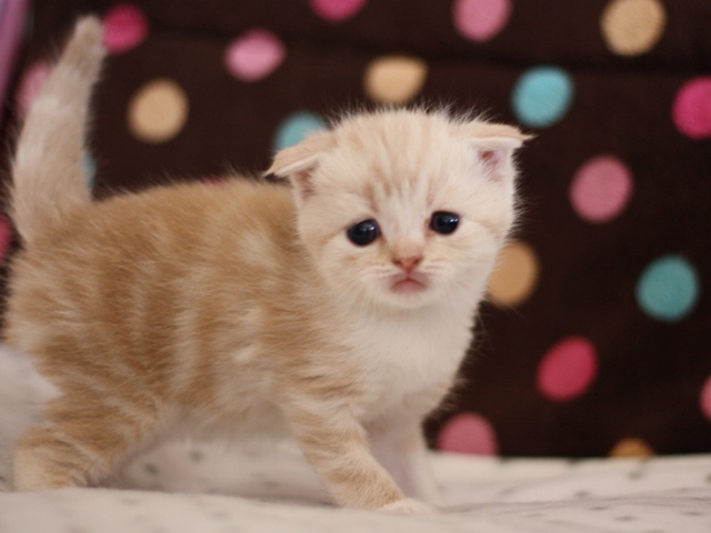 スコティッシュフォールドの子猫画像