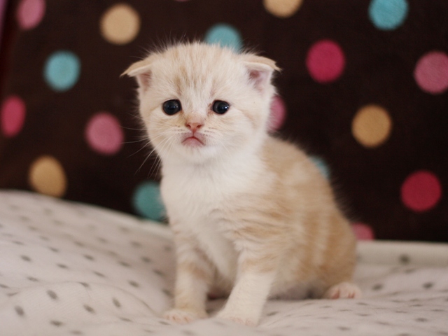 スコティッシュフォールドの子猫画像