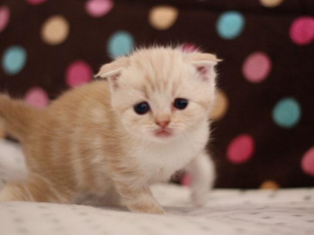 スコティッシュフォールドの子猫画像