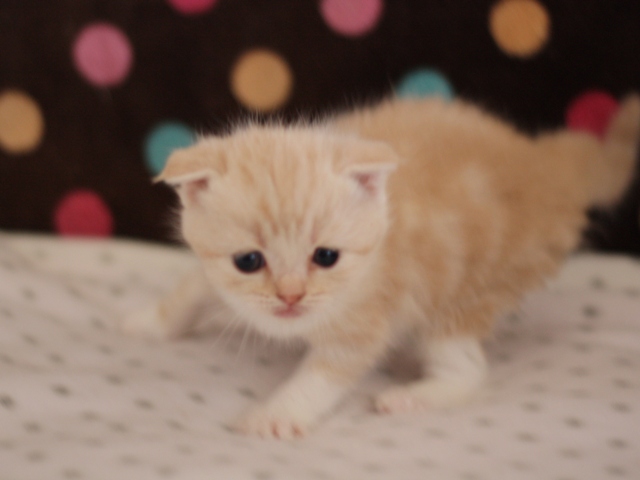 スコティッシュフォールドの子猫画像