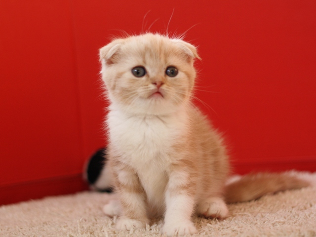 スコティッシュフォールドの子猫画像