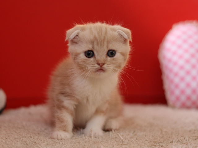 スコティッシュフォールドの子猫画像