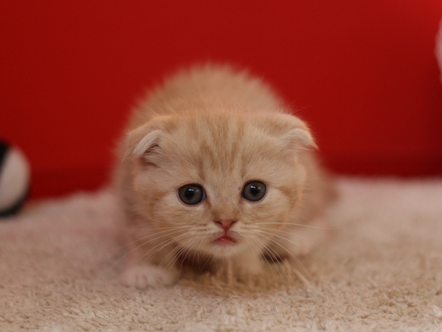 スコティッシュフォールドの子猫画像