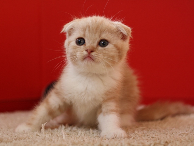スコティッシュフォールドの子猫画像