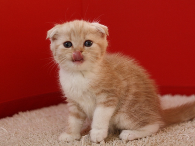 スコティッシュフォールドの子猫画像