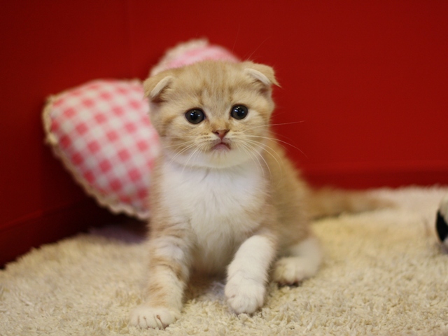 スコティッシュフォールドの子猫画像