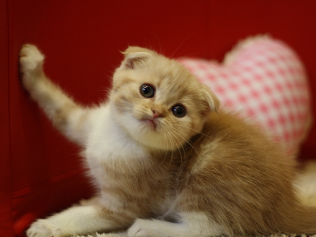 スコティッシュフォールドの子猫画像