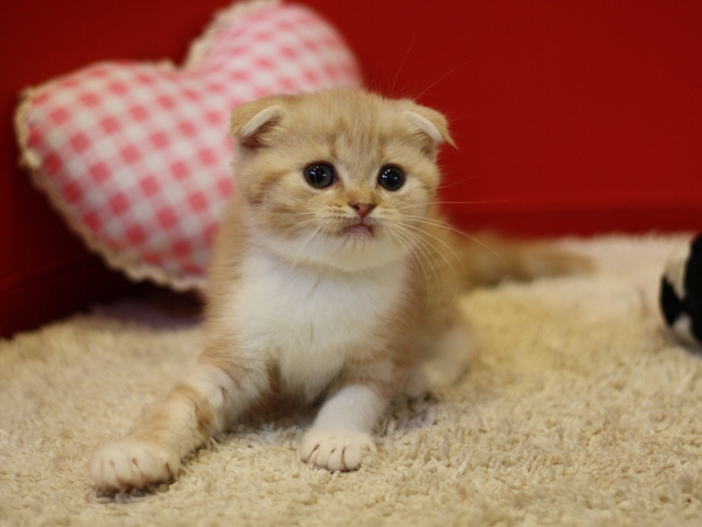 スコティッシュフォールドの子猫画像