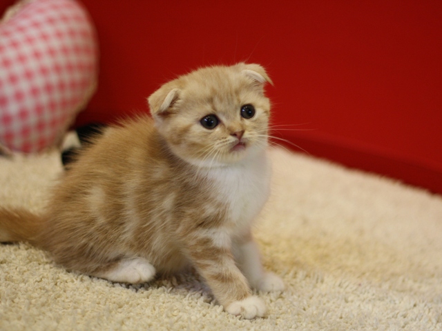 スコティッシュフォールドの子猫画像