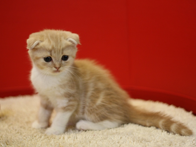 スコティッシュフォールドの子猫画像