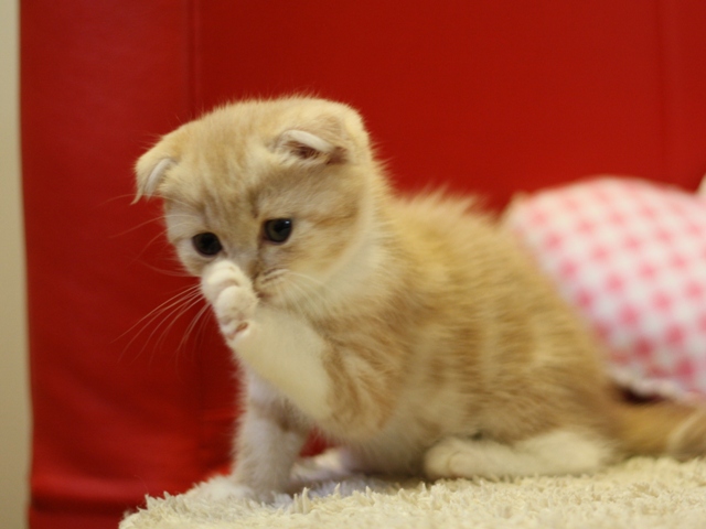 スコティッシュフォールドの子猫画像