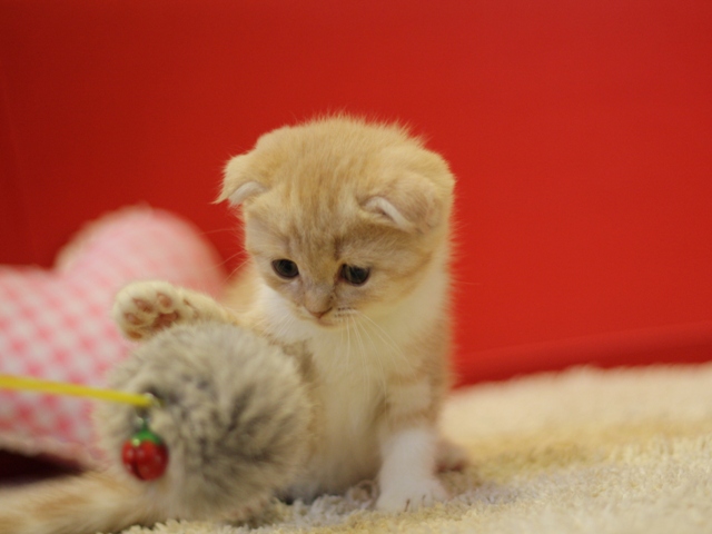 スコティッシュフォールドの子猫画像