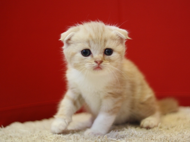 スコティッシュフォールドの子猫画像
