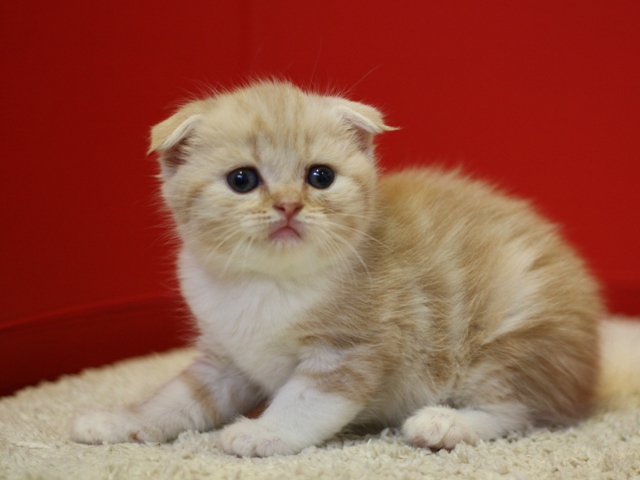 スコティッシュフォールドの子猫画像