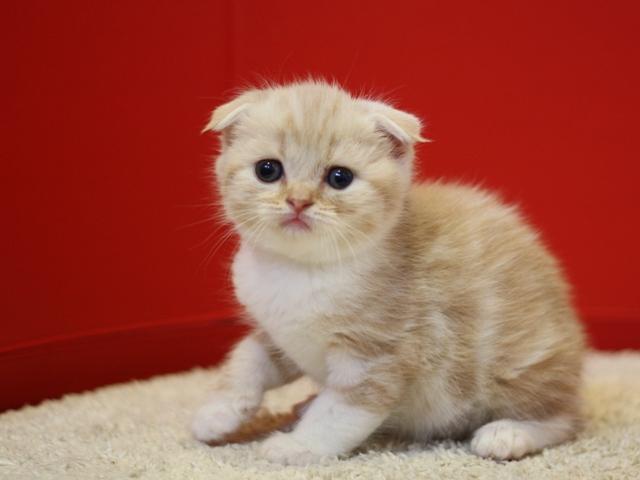 スコティッシュフォールドの子猫画像