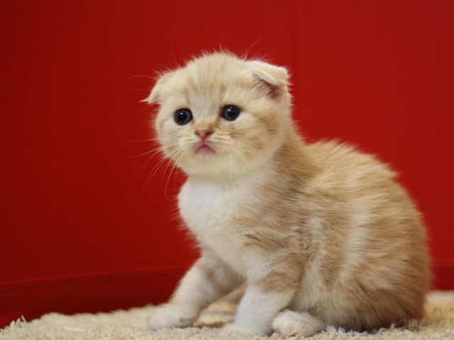 スコティッシュフォールドの子猫画像
