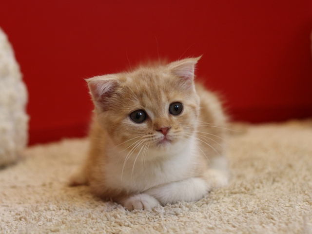 スコティッシュフォールドの子猫画像