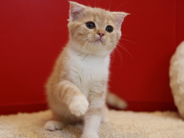 スコティッシュフォールドの子猫画像