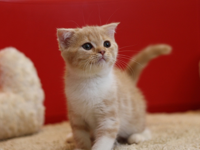 スコティッシュフォールドの子猫画像