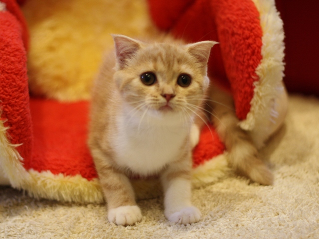 スコティッシュフォールドの子猫画像