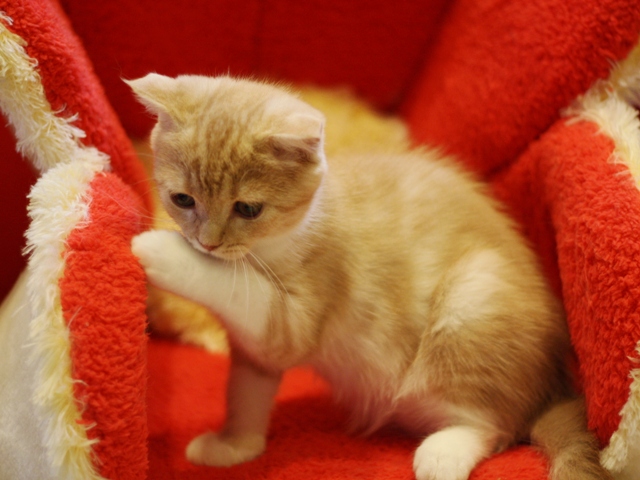 スコティッシュフォールドの子猫画像