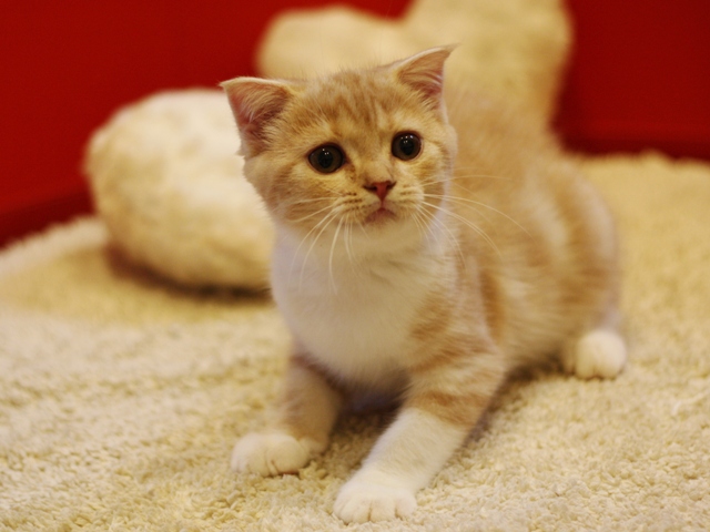 スコティッシュフォールドの子猫画像