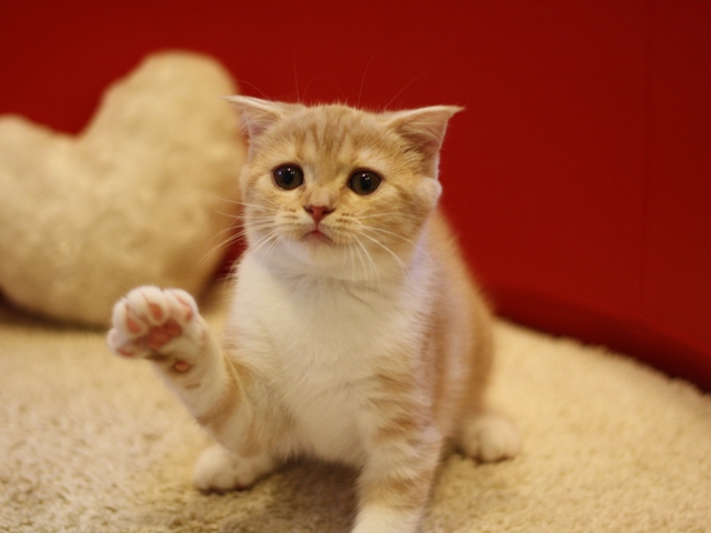 スコティッシュフォールドの子猫画像