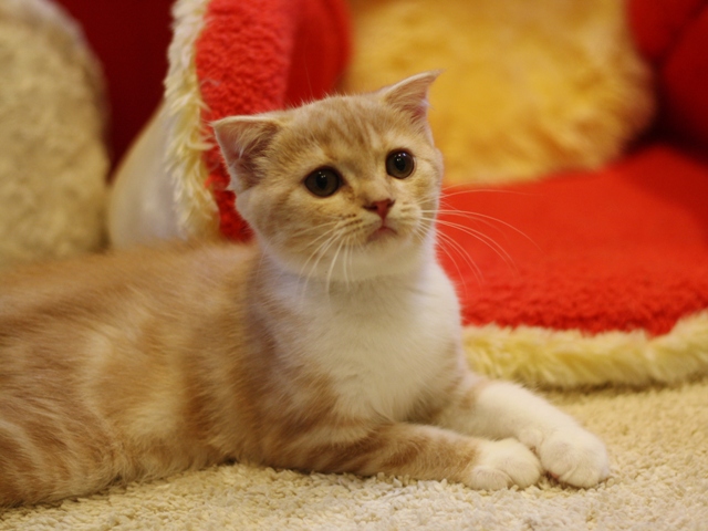 スコティッシュフォールドの子猫画像