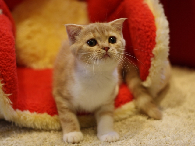 スコティッシュフォールドの子猫画像