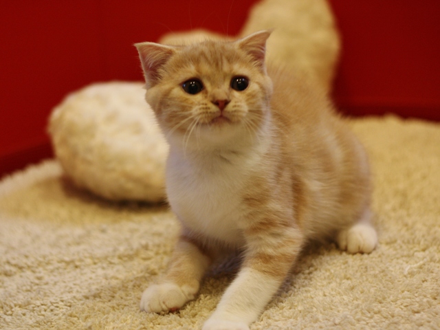 スコティッシュフォールドの子猫画像