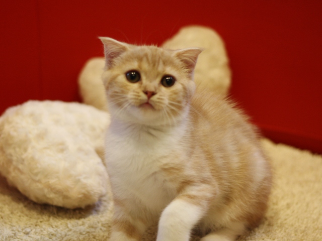 スコティッシュフォールドの子猫画像
