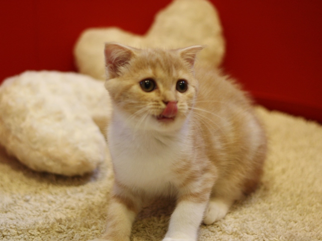 スコティッシュフォールドの子猫画像