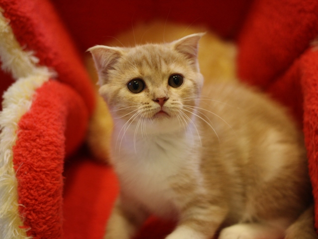 スコティッシュフォールドの子猫画像