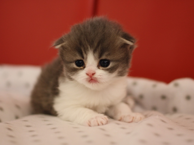 スコティッシュフォールドの子猫画像