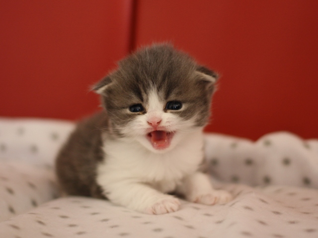 スコティッシュフォールドの子猫画像
