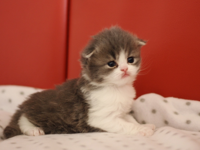スコティッシュフォールドの子猫画像