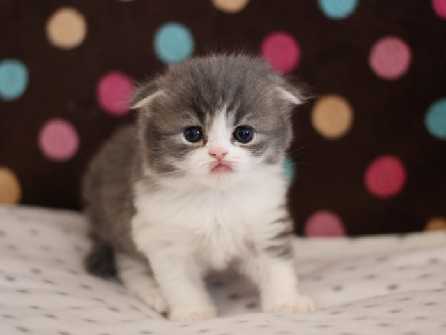 スコティッシュフォールドの子猫画像