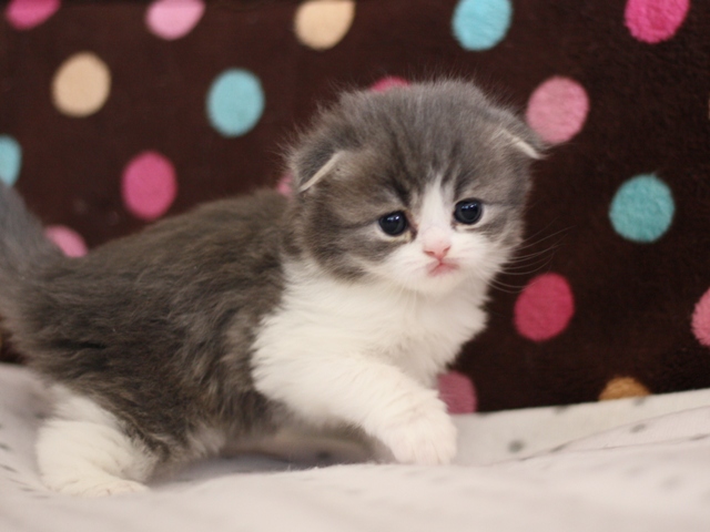 スコティッシュフォールドの子猫画像