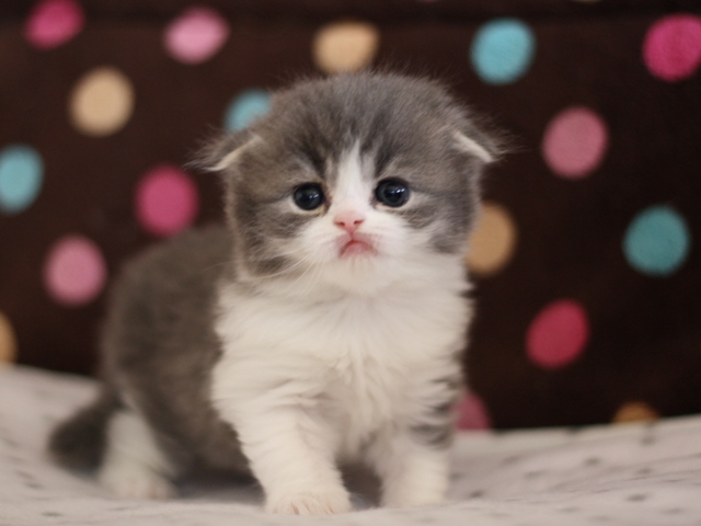 スコティッシュフォールドの子猫画像
