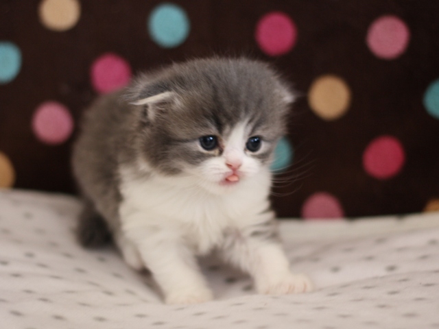 スコティッシュフォールドの子猫画像