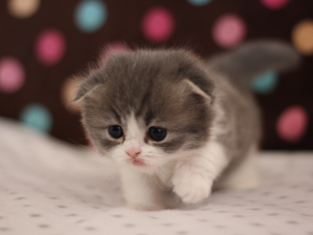 スコティッシュフォールドの子猫画像