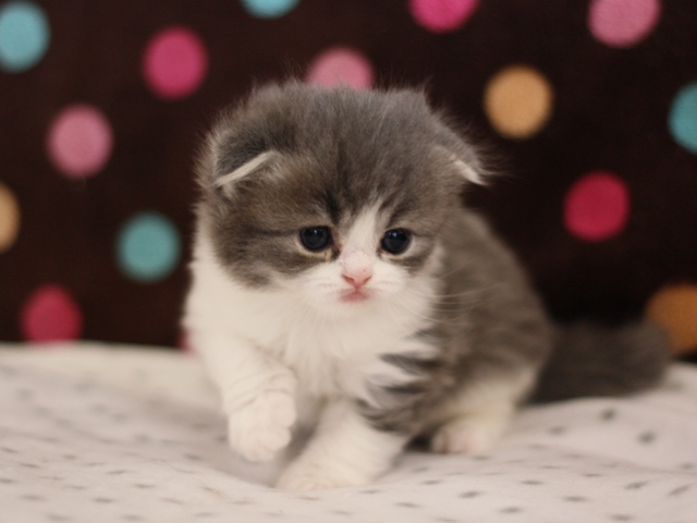 スコティッシュフォールドの子猫画像