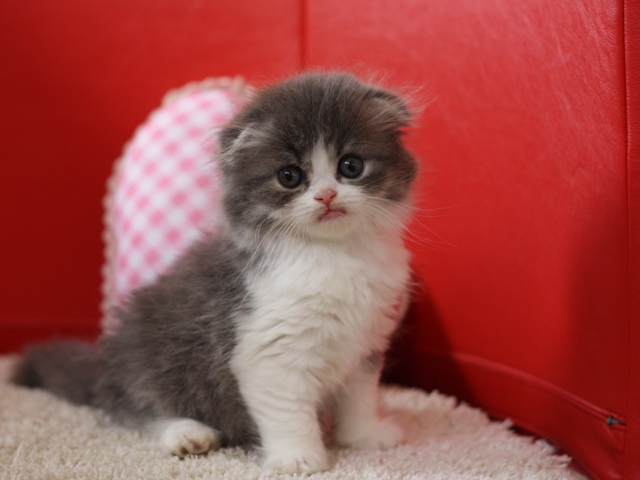スコティッシュフォールドの子猫画像