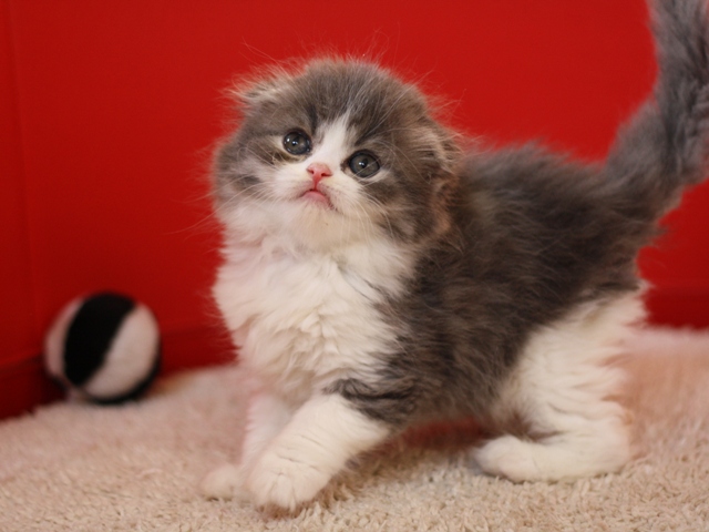 スコティッシュフォールドの子猫画像