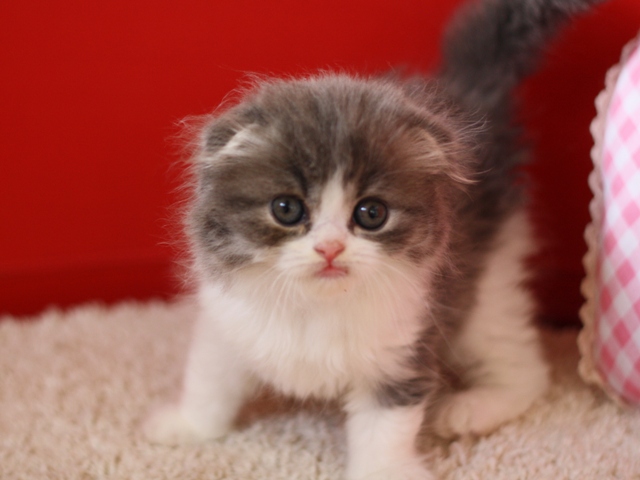 スコティッシュフォールドの子猫画像