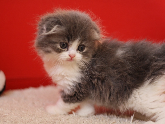 スコティッシュフォールドの子猫画像