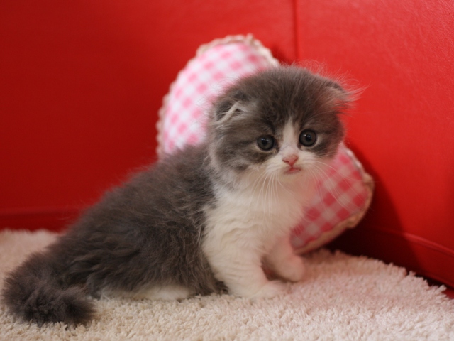 スコティッシュフォールドの子猫画像