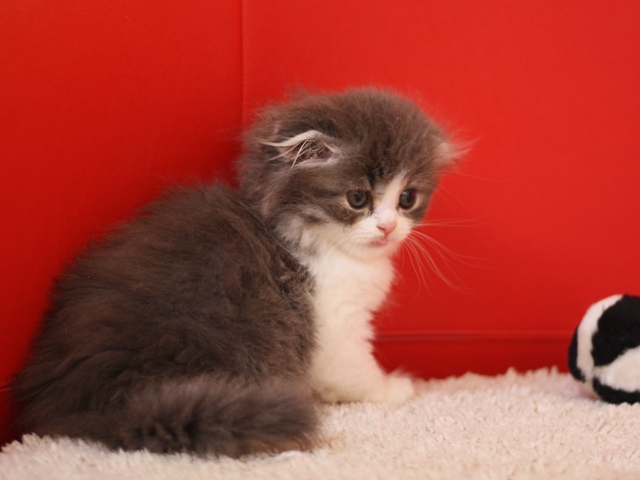 スコティッシュフォールドの子猫画像