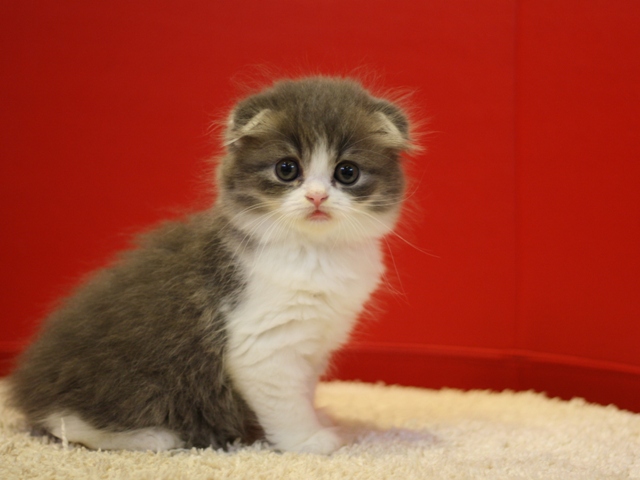 スコティッシュフォールドの子猫画像